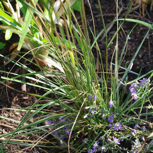 Calamagrostis acutifolia Avalanche